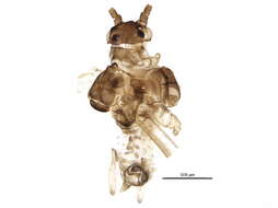 Image of Neoamphorophora kalmiae Mason & P. W. 1924