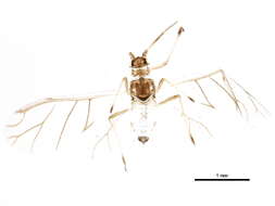 Image of Neoamphorophora kalmiae Mason & P. W. 1924