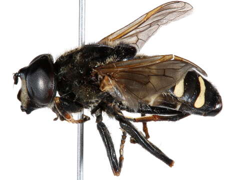 Image of Sericomyia sexfasciata Walker 1849