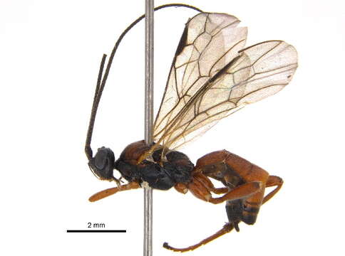 Image of Aleiodes rufipes (Thomson 1892)