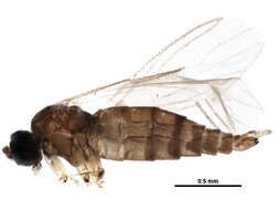 Image of <i>Peyerimhoffia alpina</i>