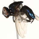 Image of <i>Lucilia magnicornis</i>