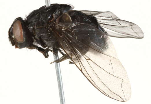 صورة Calliphora loewi Enderlein 1903