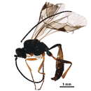 Image of Atractodes bicolor Gravenhorst 1829