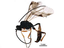 Image de Atractodes bicolor Gravenhorst 1829