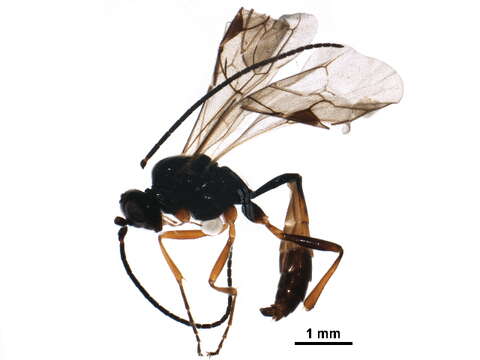 Image of Atractodes bicolor Gravenhorst 1829