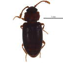 Image of Cryptophagus corticinus Thomson 1863