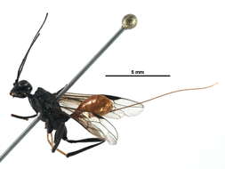 Image of aulacid wasps