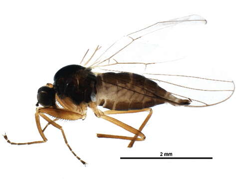 Image of Platypalpus confiformis Chvala 1971