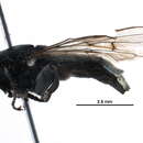 صورة Chalcosyrphus anomalus (Shannon 1925)