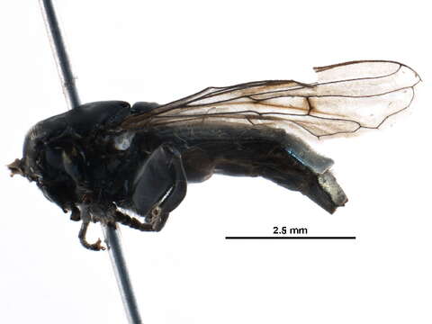 صورة Chalcosyrphus anomalus (Shannon 1925)