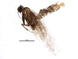 Image of Parornix obliterella (Dietz 1907)