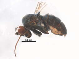 Image of Biota