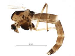 Image of Chironomus longistylus Goetghebuer 1921