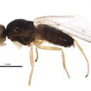 Image of <i>Arganthomyza disjuncta</i>