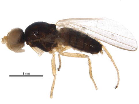 Image of <i>Arganthomyza disjuncta</i>