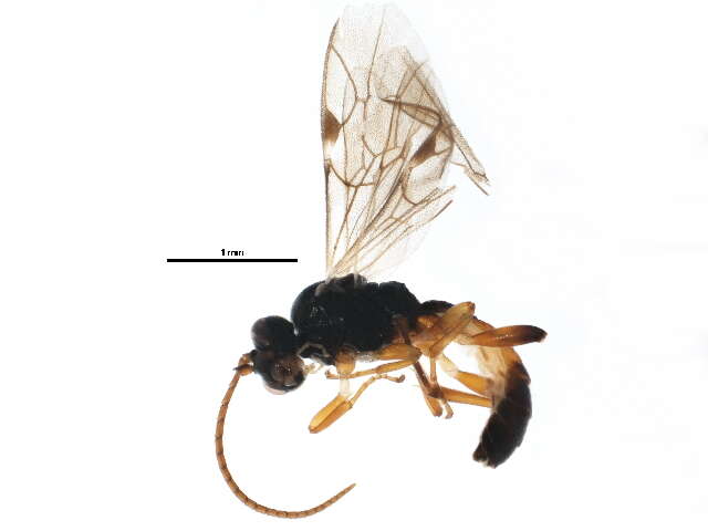 Image of Ctenochira analis (Cresson 1864)