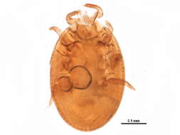 Image of Trichouropoda