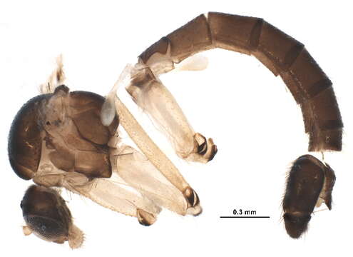 Image of Megalopelma