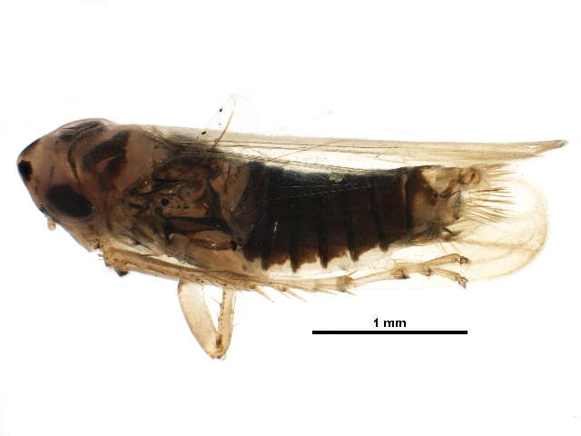 Image of Lemellus bimaculatus Gillette & Baker 1895