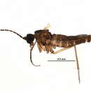 Image of Bradysia browni (Shaw 1935)
