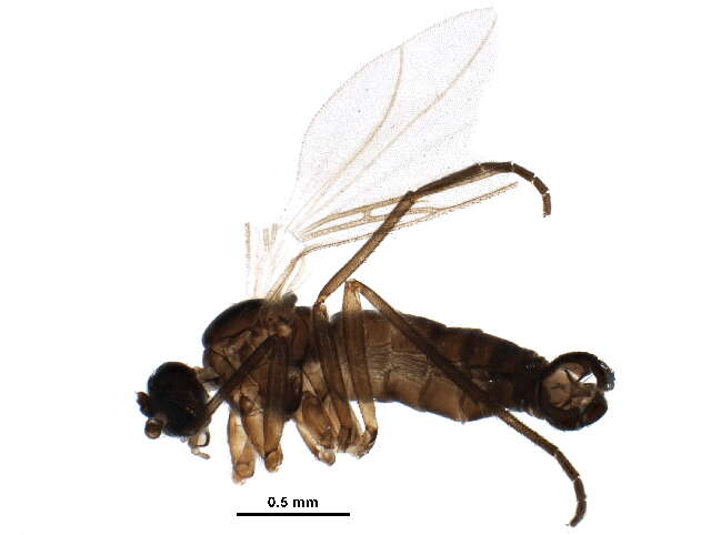 Image of Bradysia browni (Shaw 1935)