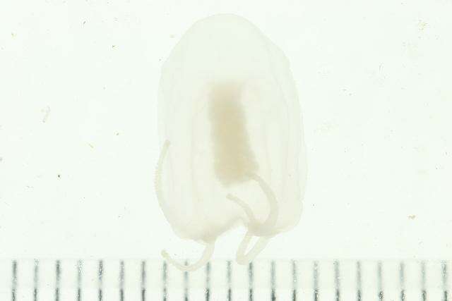 Image of Anthoathecata Cornelius 1992