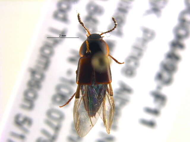 Image of Tachinus (Tachinus) fumipennis (Say 1832)