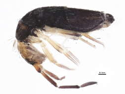 Image of Willowsia buski (Lubbock & J 1870)