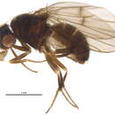 Image of Drosophila borealis Patterson 1952