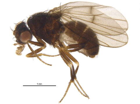 Image of Drosophila borealis Patterson 1952