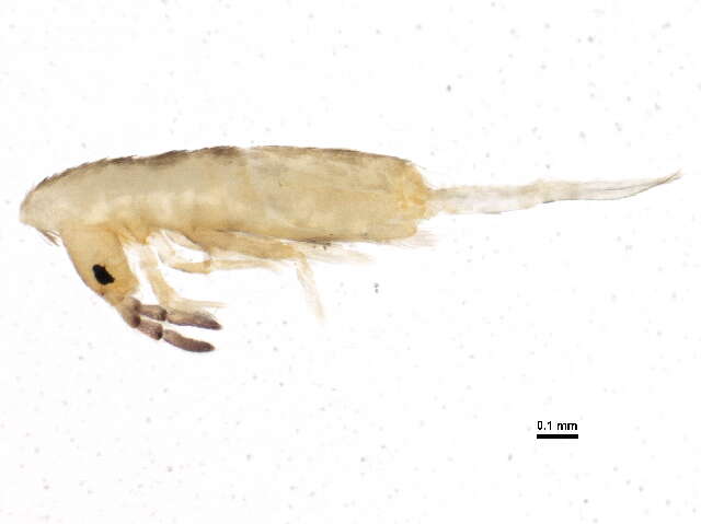 Image of Lepidocyrtus (Lepidocyrtus) lignorum (Fabricius O 1775)