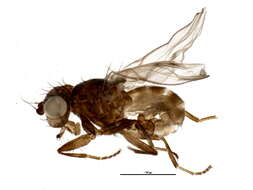 Image of odiniid flies