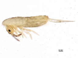 Image of Lepidocyrtus (Lepidocyrtus) lignorum (Fabricius O 1775)