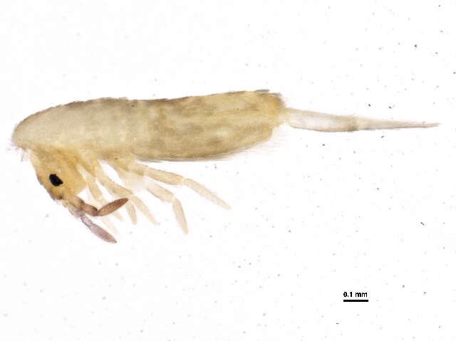 Image of Lepidocyrtus (Lepidocyrtus) lignorum (Fabricius O 1775)