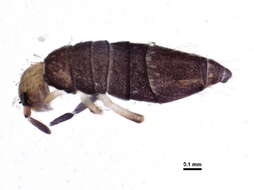 Image of Willowsia buski (Lubbock & J 1870)