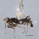 Image of Strongylophthalmyia pengellyi Barber 2006