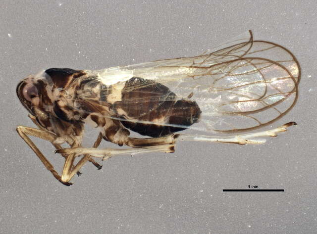 Image of Fulgoroidea