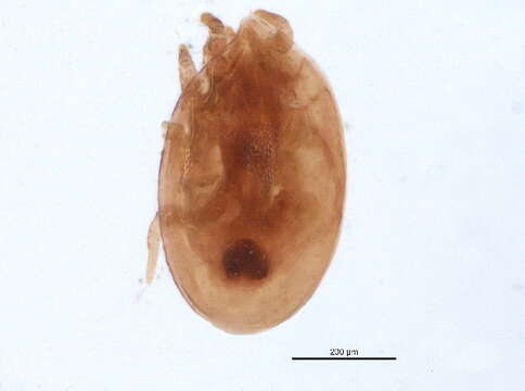 صورة Urodinychidae