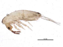 Image of Lepidocyrtus (Lepidocyrtus) lignorum (Fabricius O 1775)