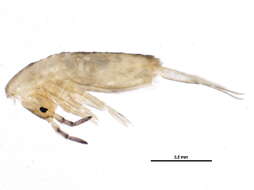 Image of Lepidocyrtus (Lepidocyrtus) lignorum (Fabricius O 1775)