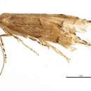 Image of Phyllonorycter alaskana Deschka 1982