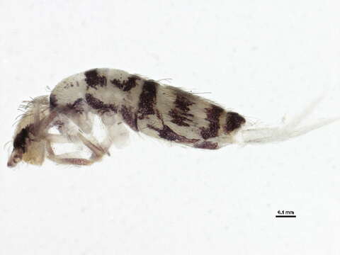 Image of Entomobrya comparata Folsom & JW 1919