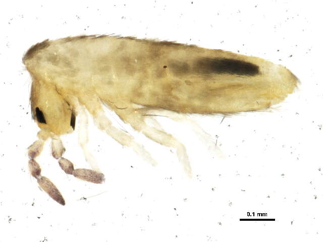 Image of Lepidocyrtus (Lepidocyrtus) lignorum (Fabricius O 1775)