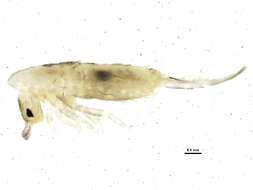 Image of Lepidocyrtus (Lepidocyrtus) lignorum (Fabricius O 1775)