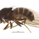 Image of Drosophila montana Stone, Griffen & Patterson 1941
