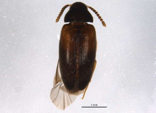 Image of polypore fungus beetles