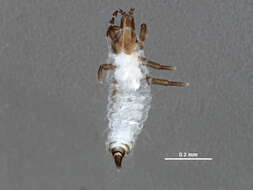 Image of Pseudophilothrips