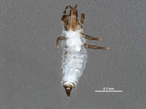 Image of Pseudophilothrips