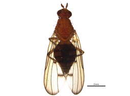 Imagem de Dryomyzidae